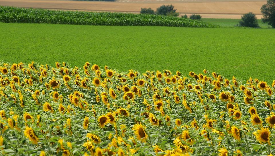 Landwirtschaft