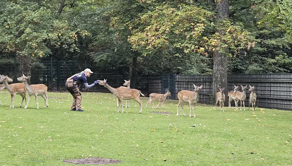 Eine Mitarbeiterin füttert ein Reh