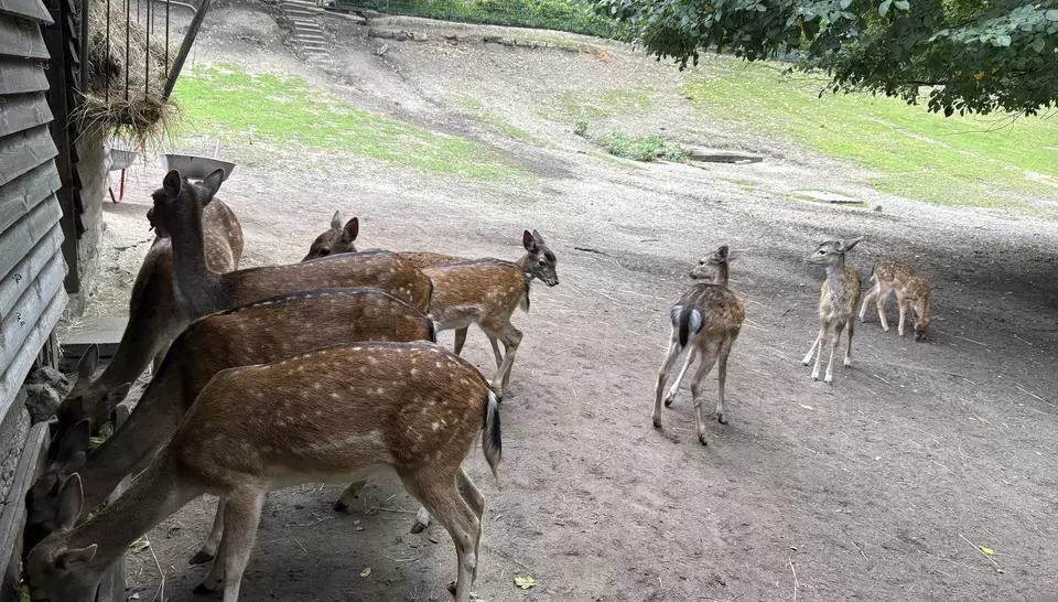 Rehe