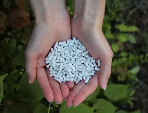 Zwei Hände die zu einer Schale geformt sind, in der kleine weiße Pellets liegen, der sogenannte Struvit-Dünger. Im Hintergrund des Bildes, erkennt man verschwommen, die Blätter von Pflanzen. 