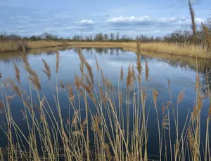 Aufnahme von einem Teich, der ringsherum von viel Schilf umgeben ist. Im Teich spiegelt sich der bewölkte Himmel wieder. 