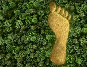 Fußabdruck in einem Wald