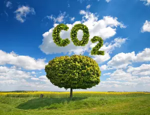 Ein Baum mit dem Wort CO2 darüber