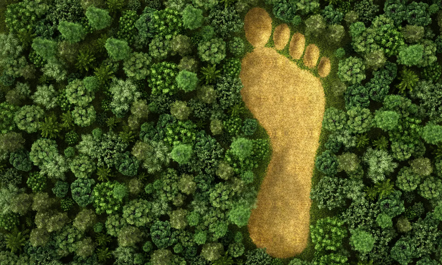 Fußabdruck in einem Wald