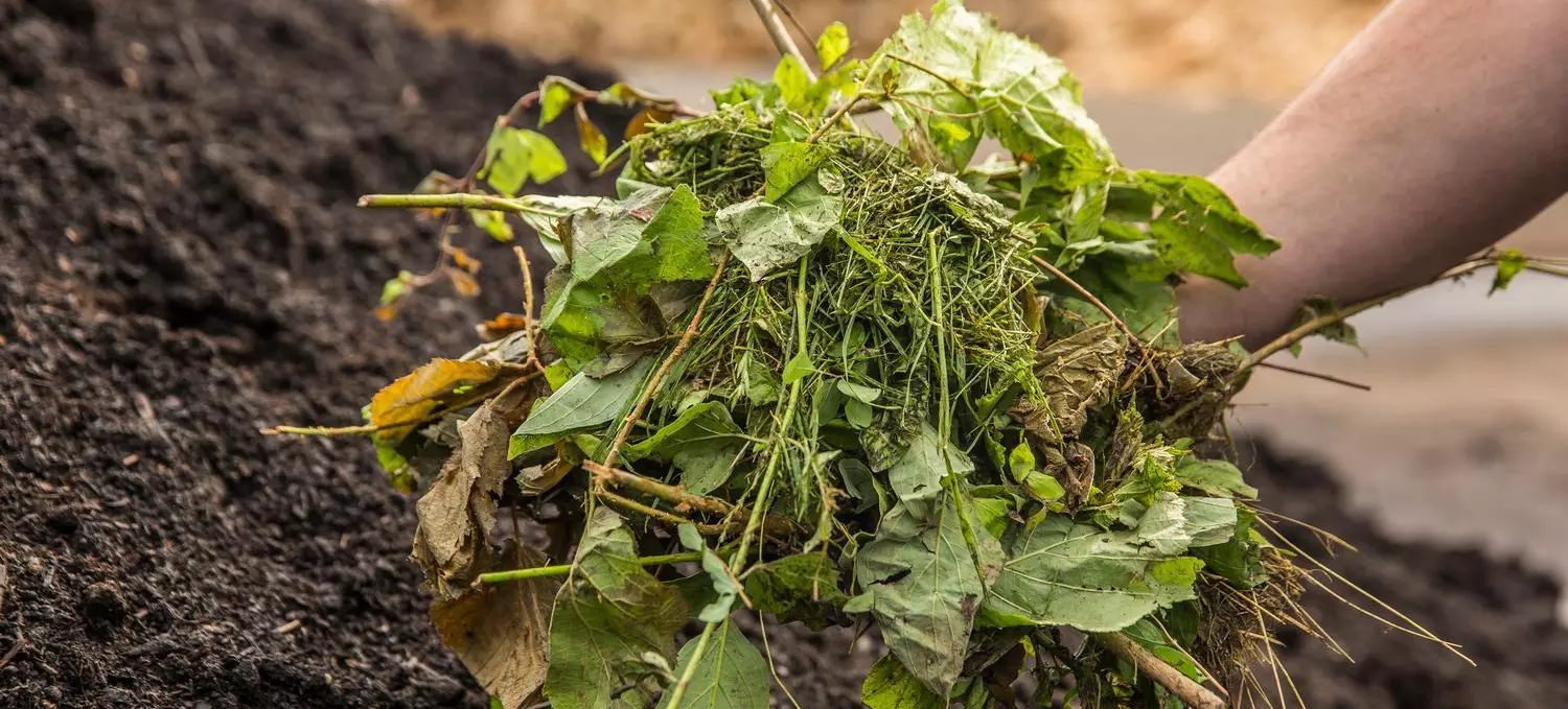 Jemand hat in seiner Hand eine Portion Kompost