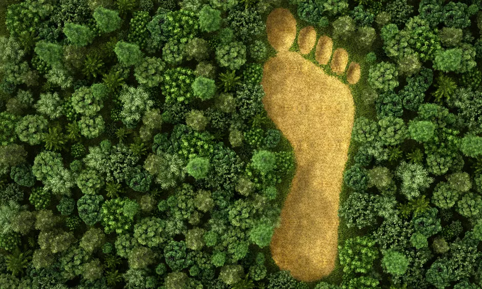 Fußabdruck in einem Wald