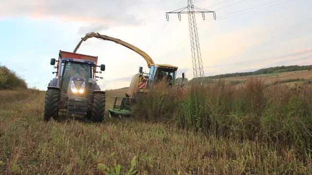 Wildpflanzen liefern Biogas, wenn Mais vertrocknet
